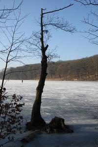 Bare trees on snow covered landscape against sky