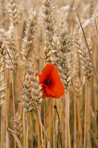 Close-up of stalks in wheat field whith a red poppy in the middle