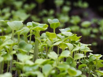 Close-up of green leaves on plant