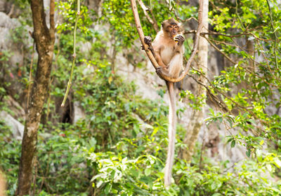 Monkey in a forest