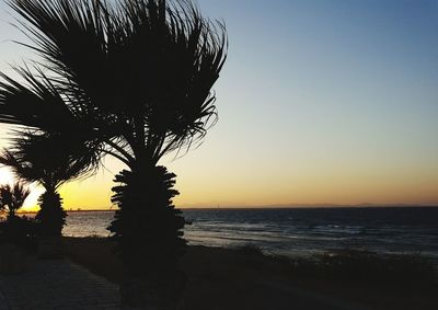 Silhouette of palm trees at sunset