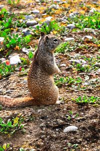 Lizard on stone wall