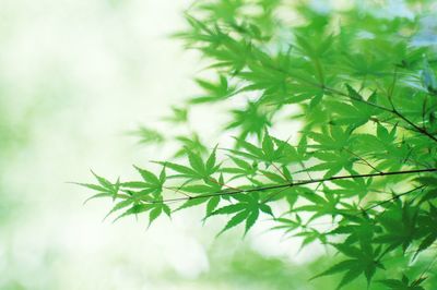 Close-up of leaves on tree