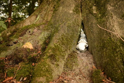 High angle view of small duck in forest