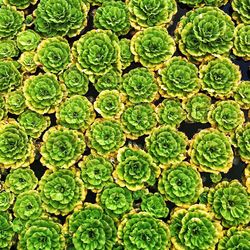 Full frame shot of leaves floating in pond at artscience museum