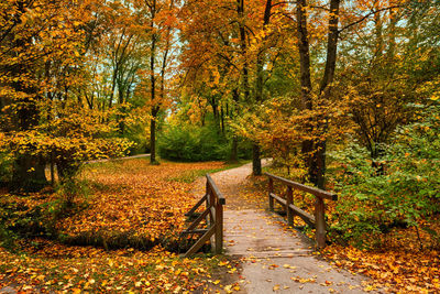 Munich english garden englischer garten park in autumn. munchen, bavaria, germany