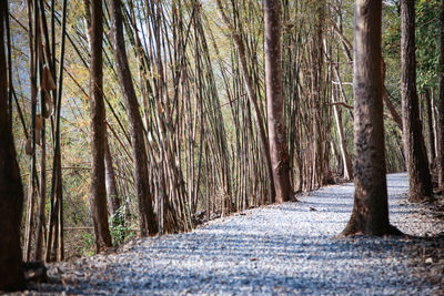 Surface level of walkway along trees