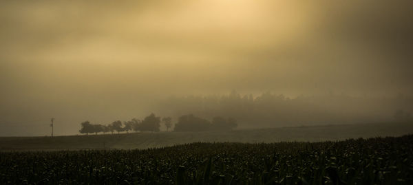 Scenic view of agricultural field against sky during foggy weather