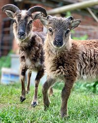 Portrait of sheep on field