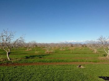 Scenic view of grassy field against blue sky