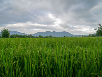 Scenic view of agricultural field against sky