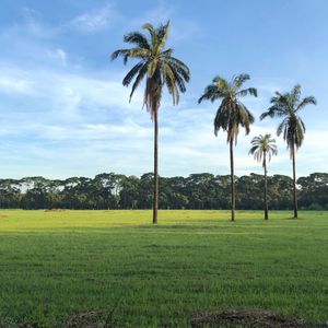 Palm trees on field against sky