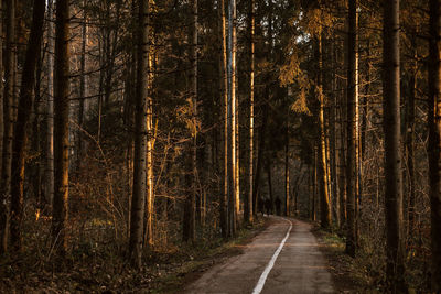 Road amidst trees in forest