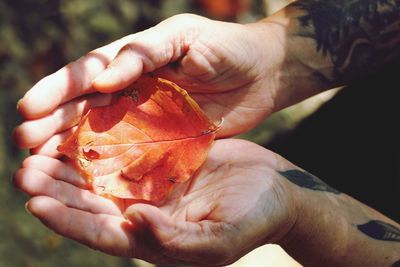 Close-up of hand holding maple leaf during autumn