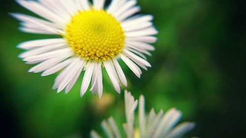 Close-up of white daisy flower