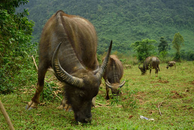 Buffalo grazing in a field