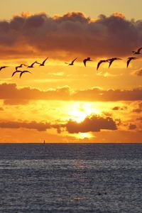 Silhouette birds flying over sea against orange sky