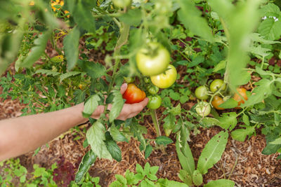 Midsection of person holding fruits growing in farm