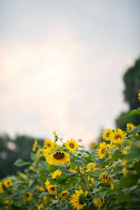 Close-up of yellow flowering plant on field