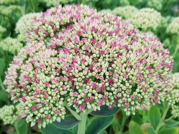 Close-up of pink flowering plants