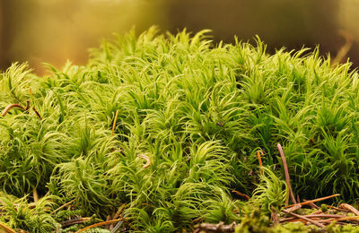 Close-up of plants growing on field