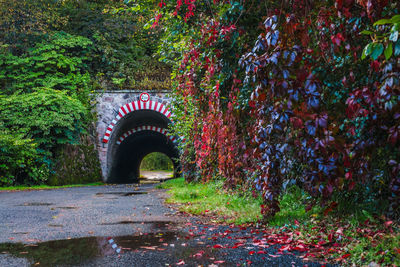 Archway amidst trees in forest