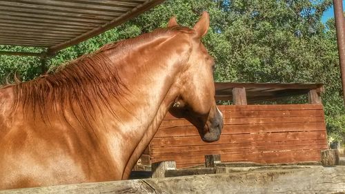 Horse standing outdoors