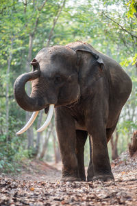 Close-up of elephant in forest