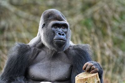 Portrait of man sitting in zoo