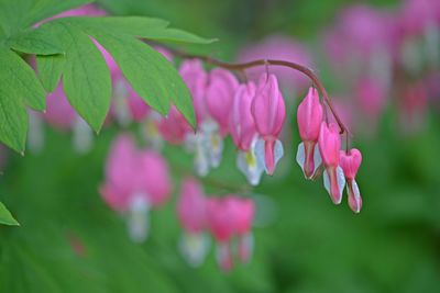 Close-up of pink flowering plant