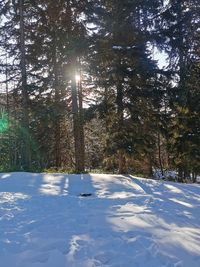 Trees on snow covered field