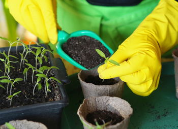 Woman's hands transplant small tomato seedlings into peat cups. spring  agricultural work.