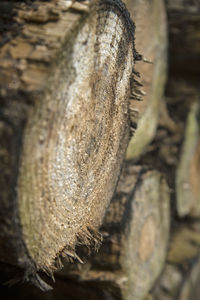 Close-up of tree trunk