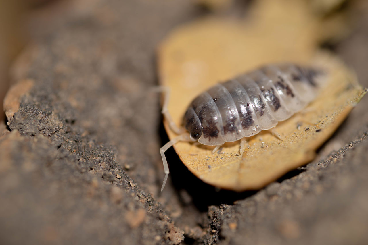 close-up, macro photography, animal, animal themes, animal wildlife, selective focus, no people, marine invertebrates, one animal, nature, insect, wildlife, outdoors, land