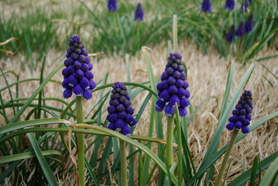 Close-up of lavender growing on field