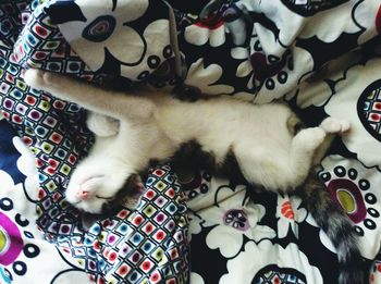 High angle view of dog relaxing at home