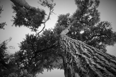 Low angle view of trees