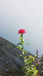 Low angle view of flower against sky