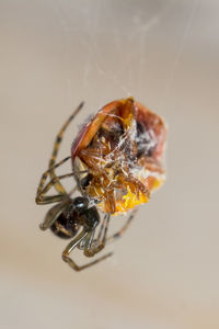 Close-up of spider on over white background
