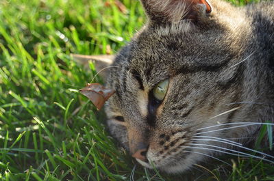 Chilling in the grass