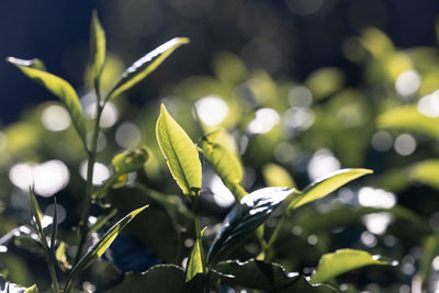 Fresh tea bud and leaves.tea plantations. green tea leaves in the morning