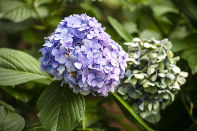 Close-up of fresh purple hydrangeas