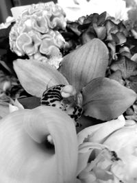 Close-up of flowers blooming outdoors