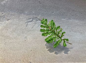 High angle view of plant on sand