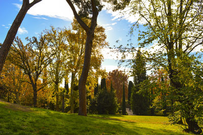 Trees in field