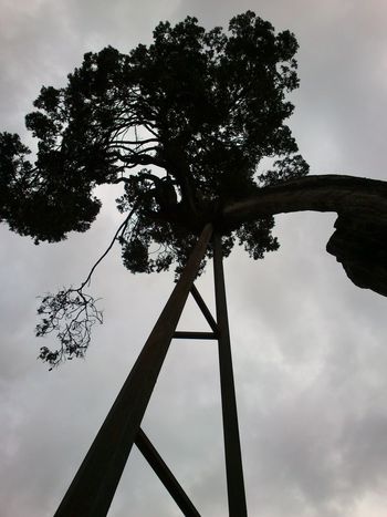 Low angle view of tree against cloudy sky