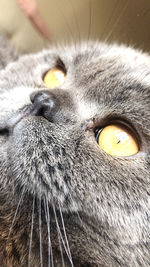 Close-up portrait of a cat