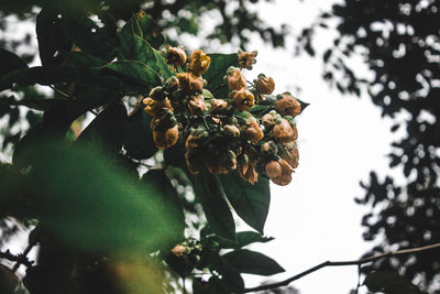 Low angle view of flowering plant on tree