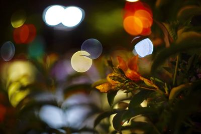 Close-up of illuminated christmas lights