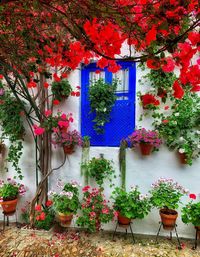 Potted plants outside house